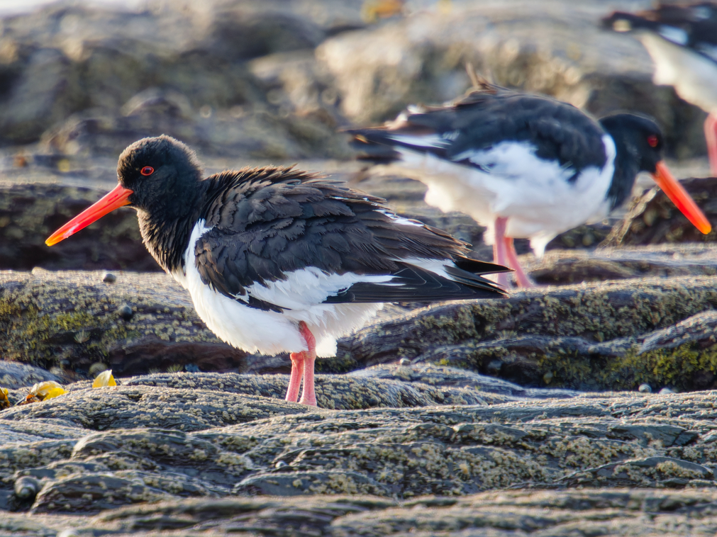 Photo of Oystercatcher